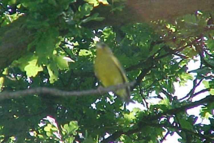 Bird in the tree